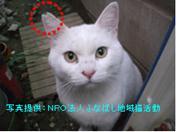 写真：猫4