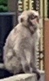 サルの写真