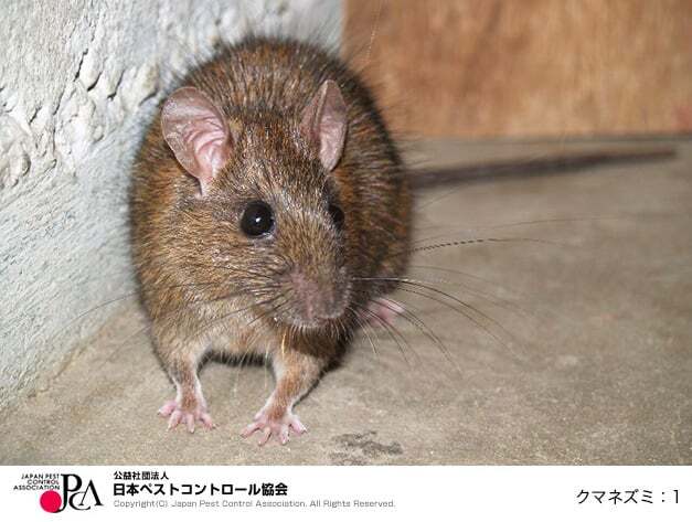 写真：クマネズミ（公益社団法人日本ペストコントロール協会）