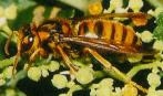 写真：キイロスズメバチ
