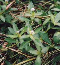 写真：ナガエツルノゲイトウの花