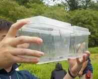 写真：バッタとカマキリ