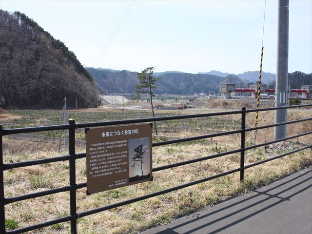 写真：一本松
