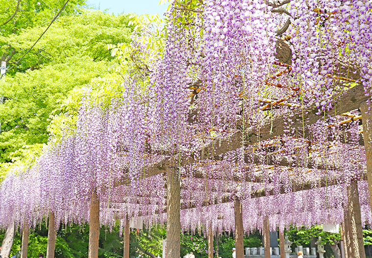 写真：フジ