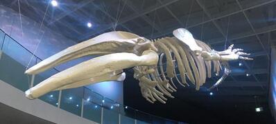 写真：アキシマクジラ化石レプリカ