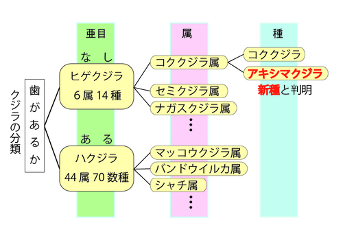 イラスト：クジラ系譜図