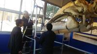 写真：東京海洋大学で現生のコククジラとの比較