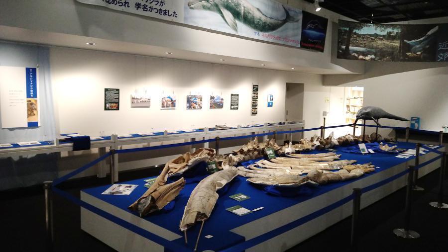 写真：アキシマクジラ化石標本発見60周年企画展での展示のようす