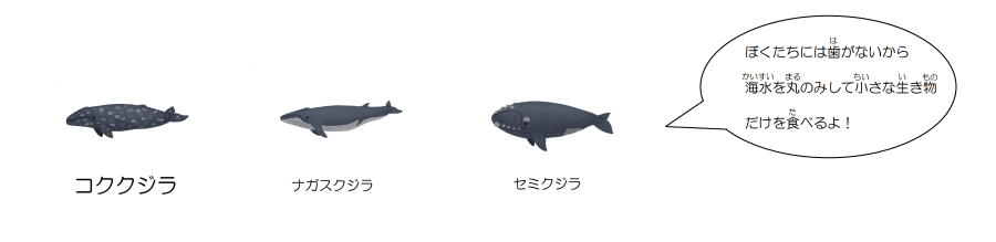 イラスト：ヒゲクジラの仲間(コククジラ・ナガスクジラ・セミクジラなど)
