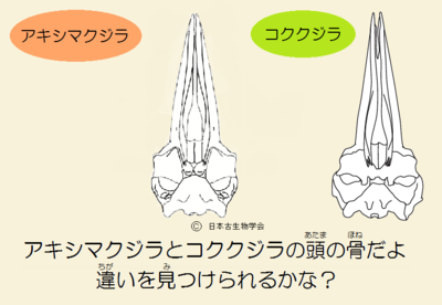 イラスト：コククジラとアキシマクジラの比較