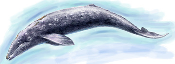 イラスト：アキシマクジラ