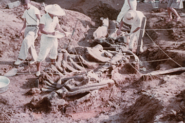 写真：1961_クジラの化石発掘1