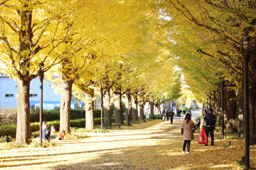 写真：昭和の森 いちょう並木