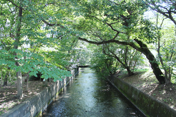 写真：玉川上水