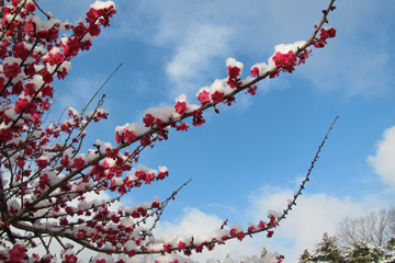 写真：雪