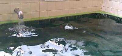 動画サムネイル：あきしまの水が好き動画コンテスト部門賞（ロング部門A）