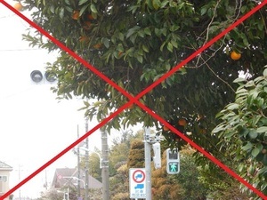 写真：庭木が道路に飛び出している状況