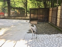 写真：羽をひろげたツル