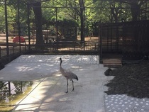 写真：木々が芽吹き木漏れ日の差すツル舎