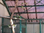 写真：止まり木で羽を休めるインコ達