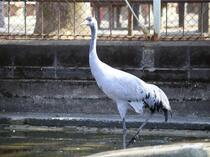 写真：昭和公園動物園で一番長寿なツル