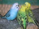 写真：3羽で井戸端会議をしているようなインコ