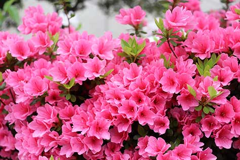 写真：市の花