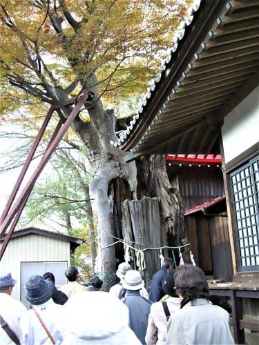 画像：大けやき